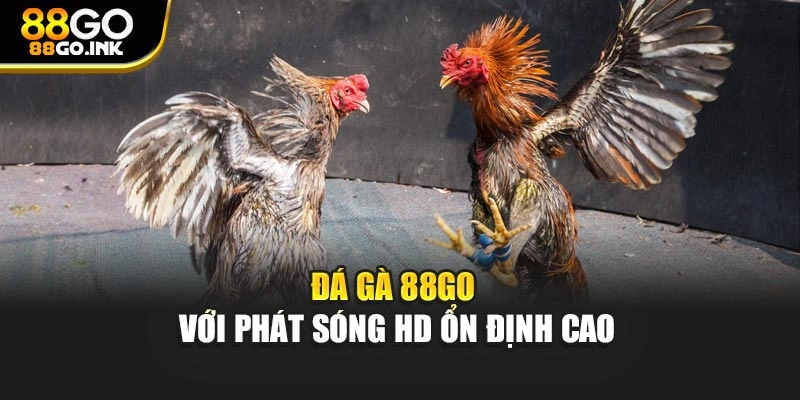 Đá gà 88GO với phát sóng HD ổn định cao
