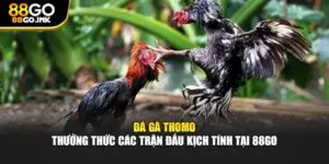 Đá Gà Thomo - Thưởng Thức Các Trận Đấu Kịch Tính Tại 88GO
