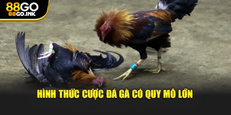 Hình thức cược đá gà có quy mô lớn