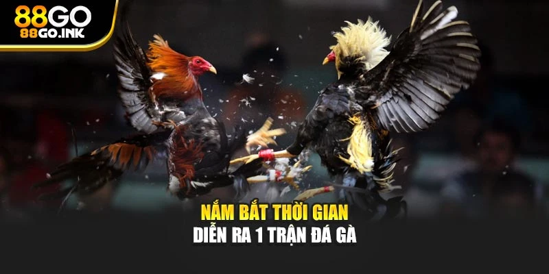 Nắm bắt thời gian diễn ra 1 trận đá gà