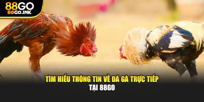 Tìm hiểu thông tin về đá gà trực tiếp tại 88GO